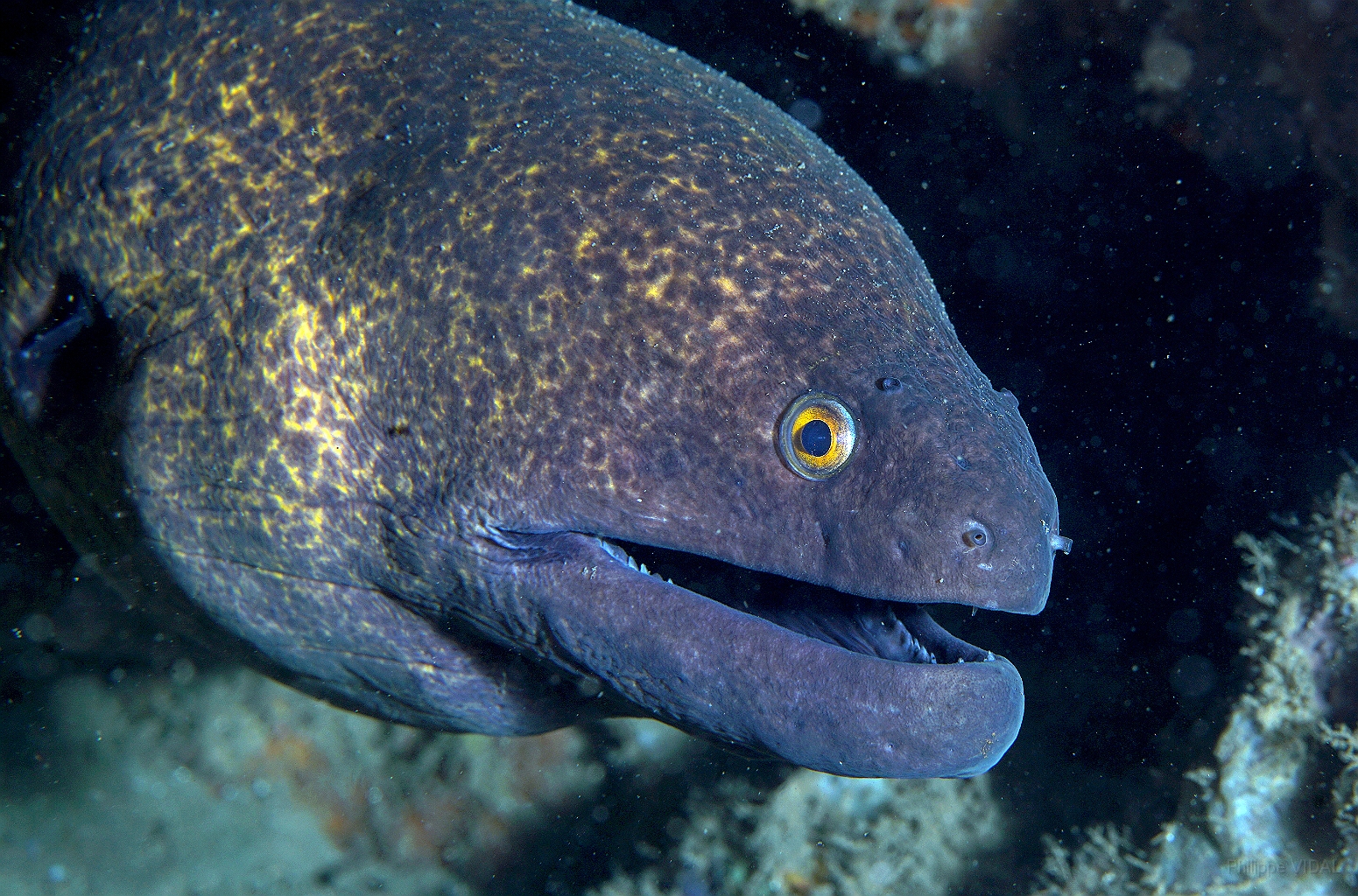 Banda Sea 2018 - DSC05447_rc - yellow-margin moray - Murene a lisere jaune - Gymnothorax flavimarginatus.jpg